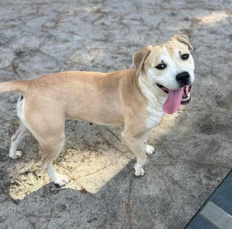 Relonda, ADOPTABLE, Adult Female Labrador Retriever.