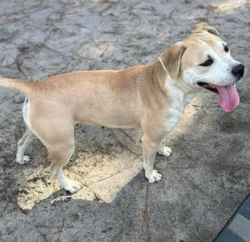 Relonda, a ADOPTABLE mixed breed in Chester, MD image 3/3