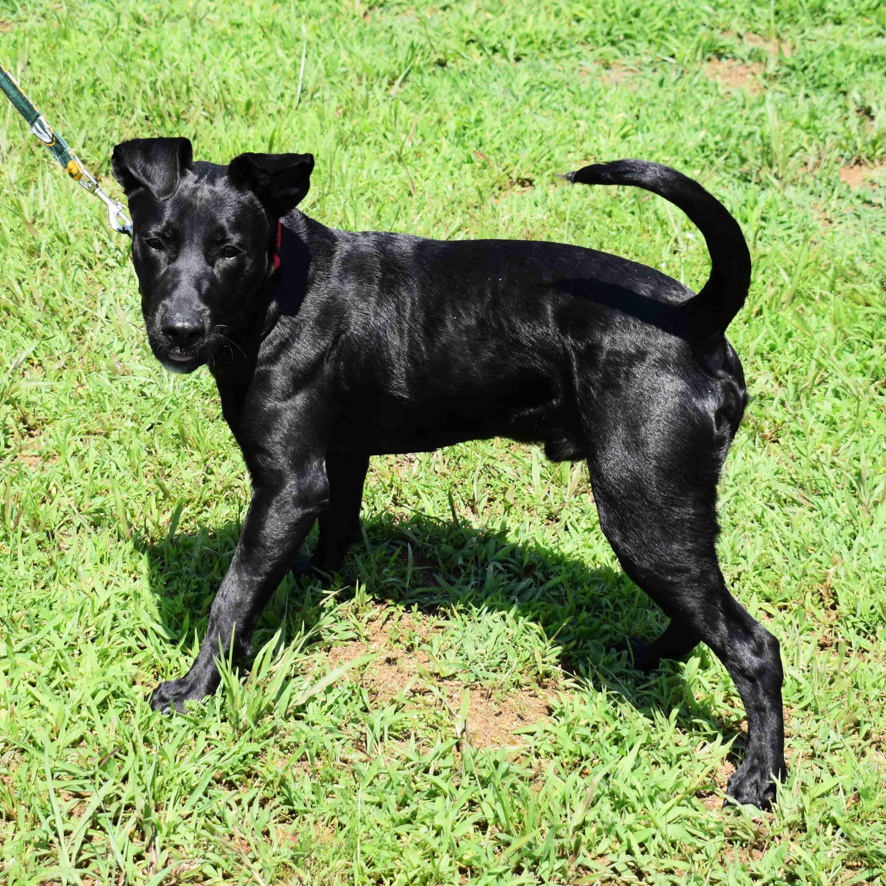 Drake, a Adoptable Mixed Breed in Searcy, AR image 3/6