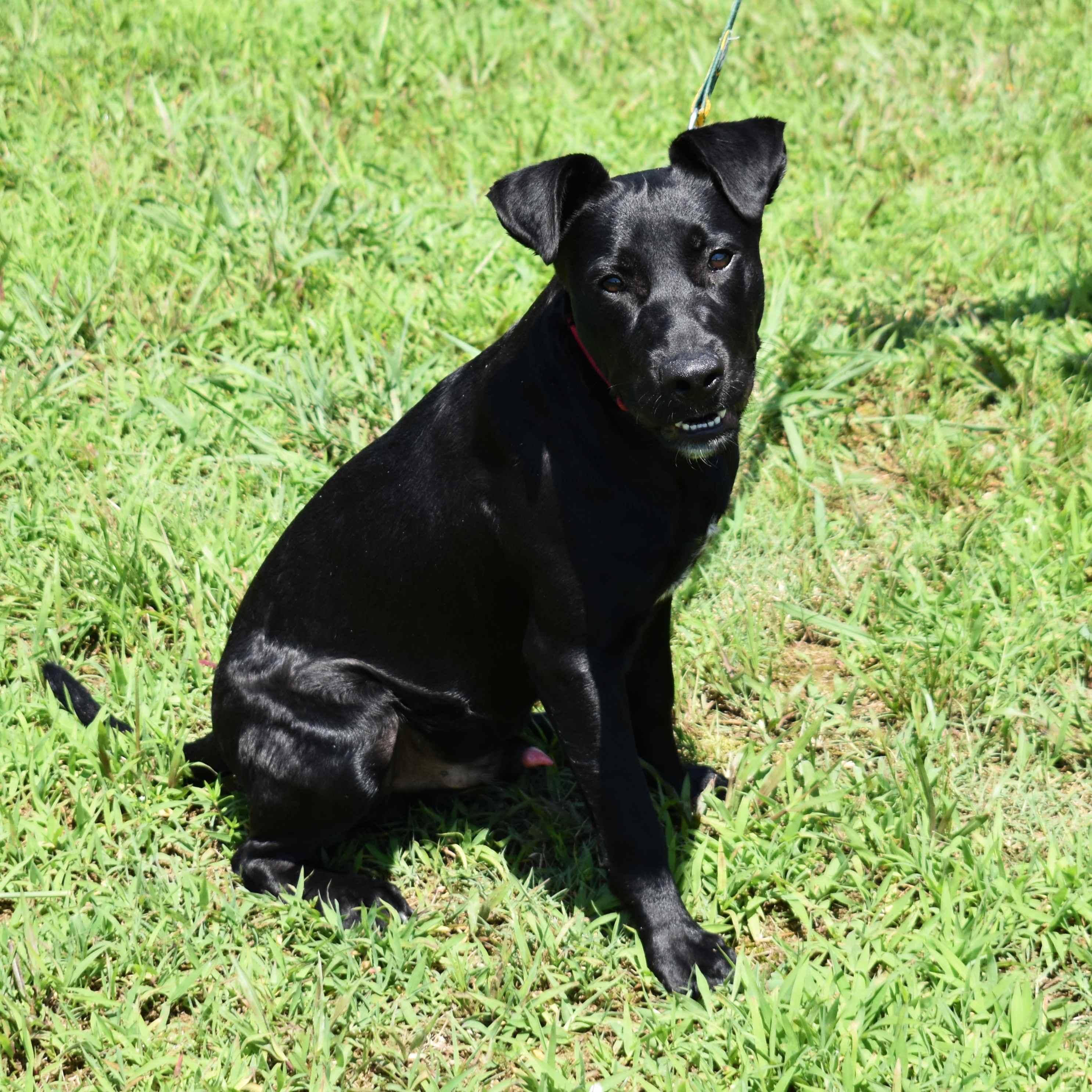 Drake, a Adoptable Mixed Breed in Searcy, AR image 1/6