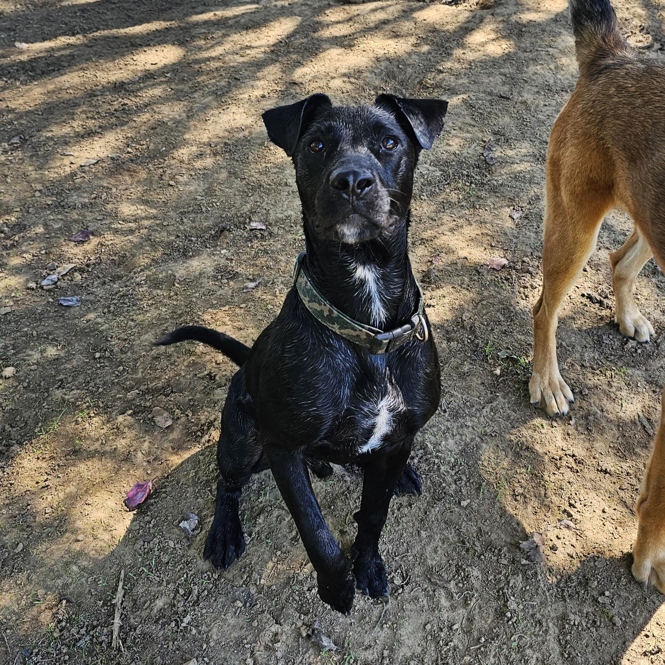 Enlarge Drake, a Adoptable Mixed Breed in Searcy, AR image 6/6