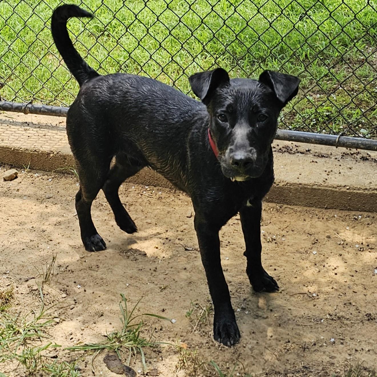 Enlarge Drake, a Adoptable Mixed Breed in Searcy, AR image 5/6