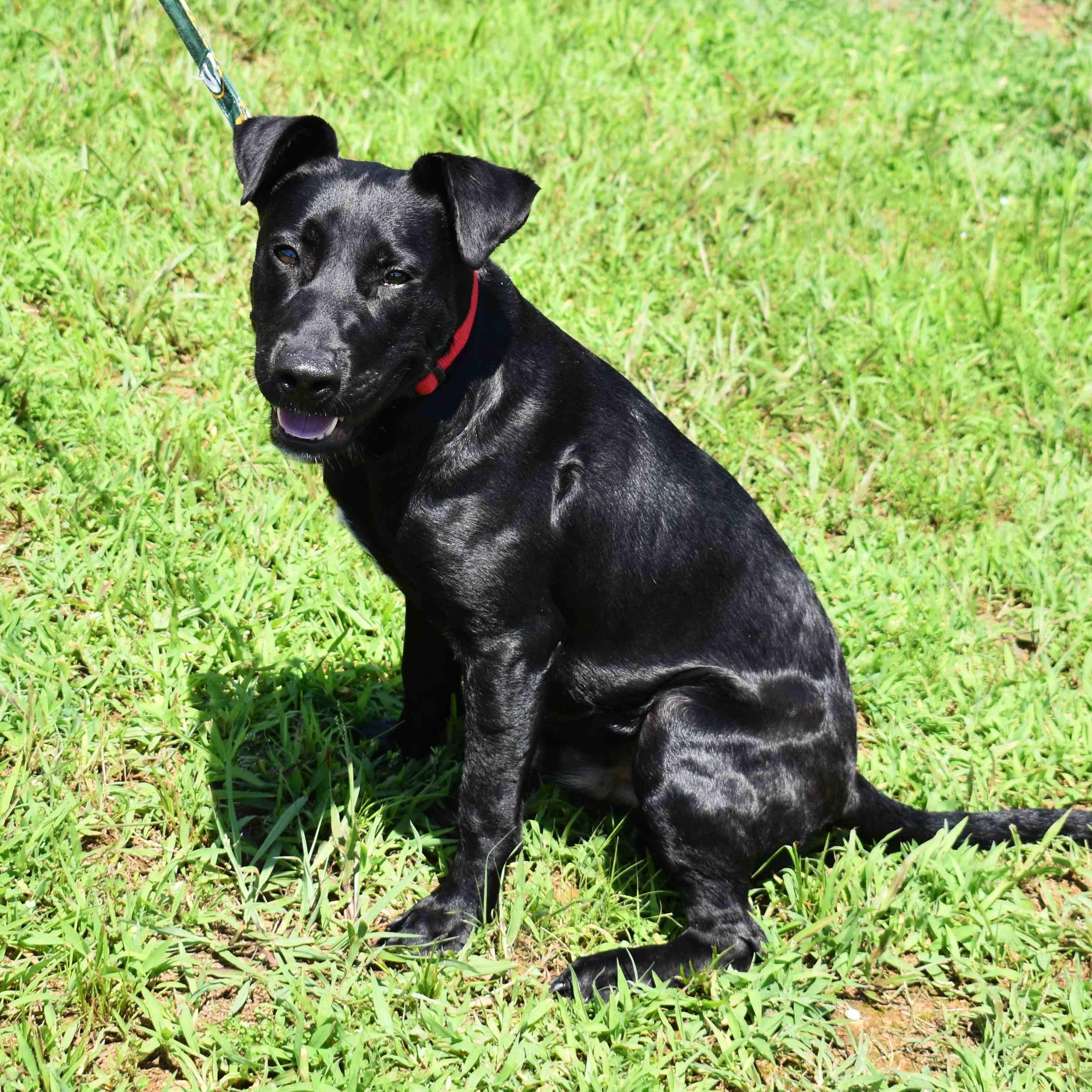 Drake, a Adoptable Mixed Breed in Searcy, AR image 6/6