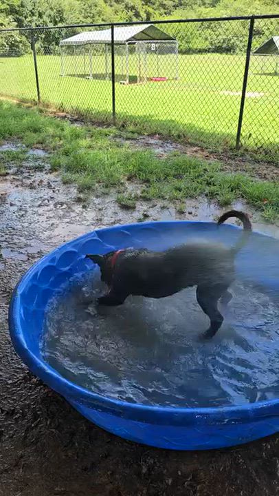 Enlarge Drake, a Adoptable Mixed Breed in Searcy, AR video 2/6