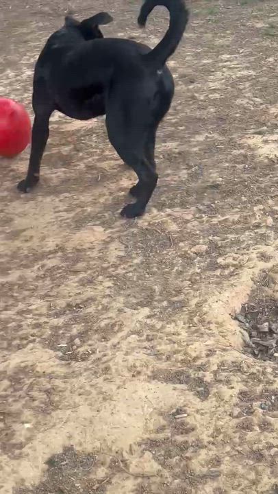 Enlarge Drake, a Adoptable Mixed Breed in Searcy, AR video 6/6