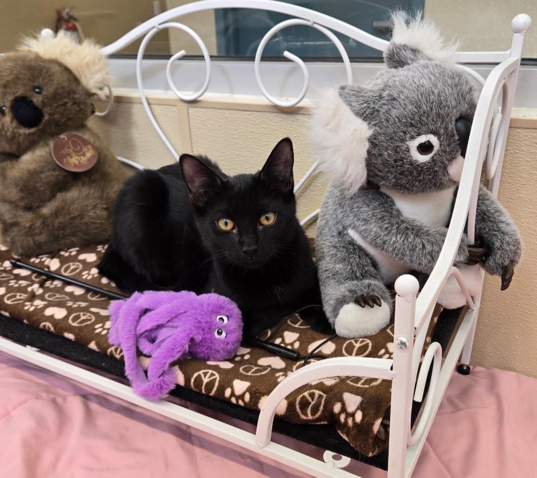 Chongie, adopted, Kitten Male Domestic Short Hair.