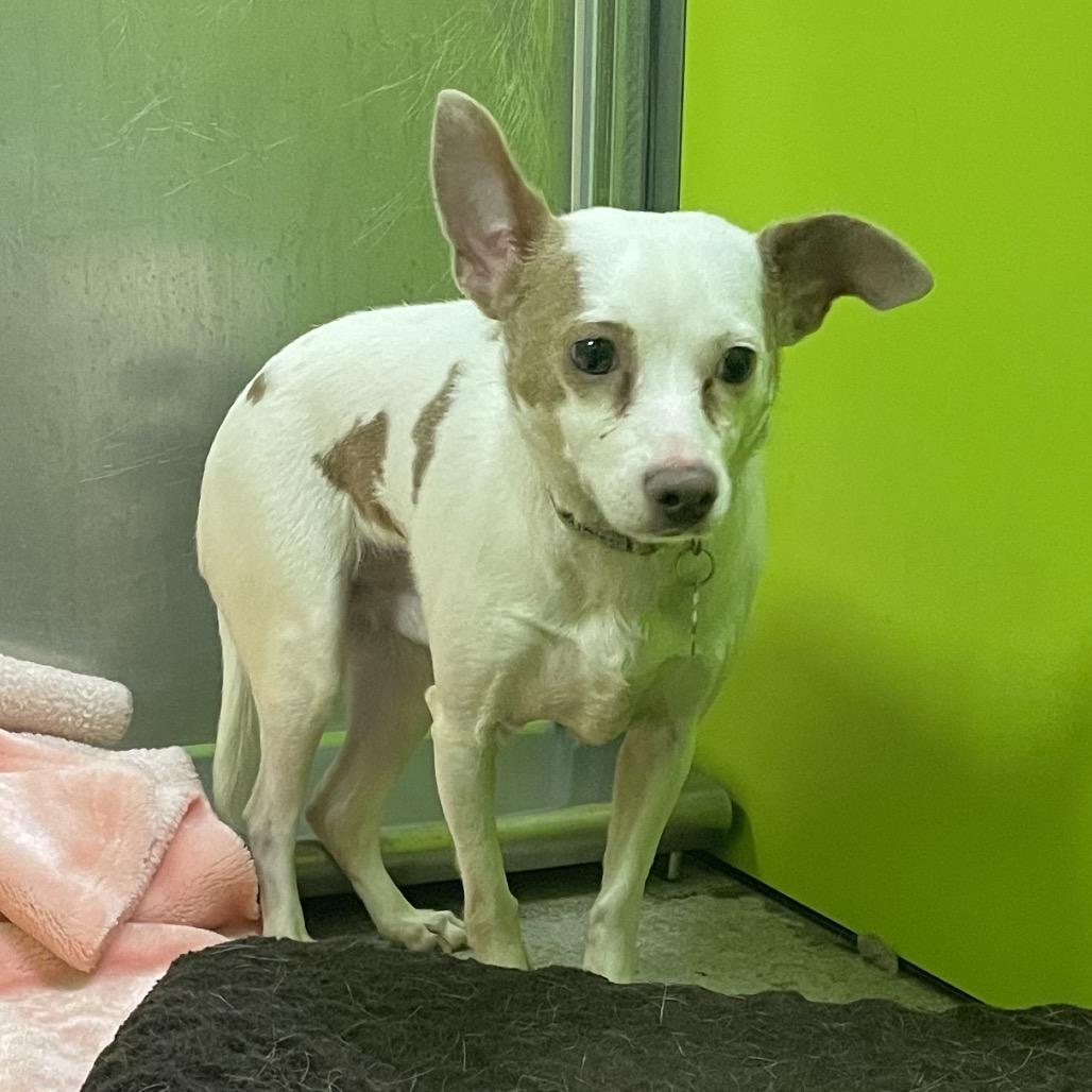 Michael, Adoptable, Adult Male Chihuahua & Mixed Breed.