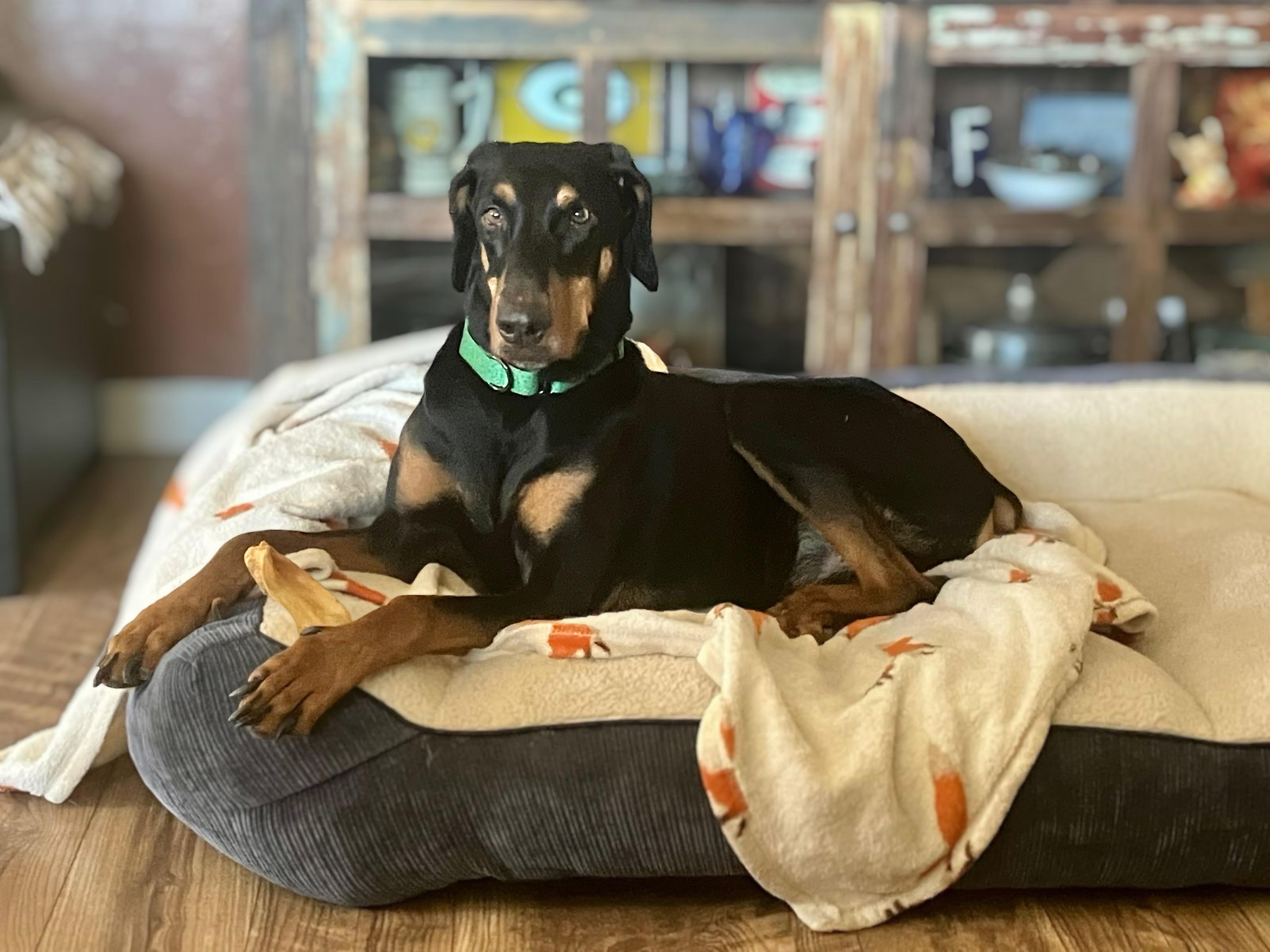 Enlarge Tuckerr, a ADOPTABLE Doberman Pinscher in Phoenix, AZ image 2/3