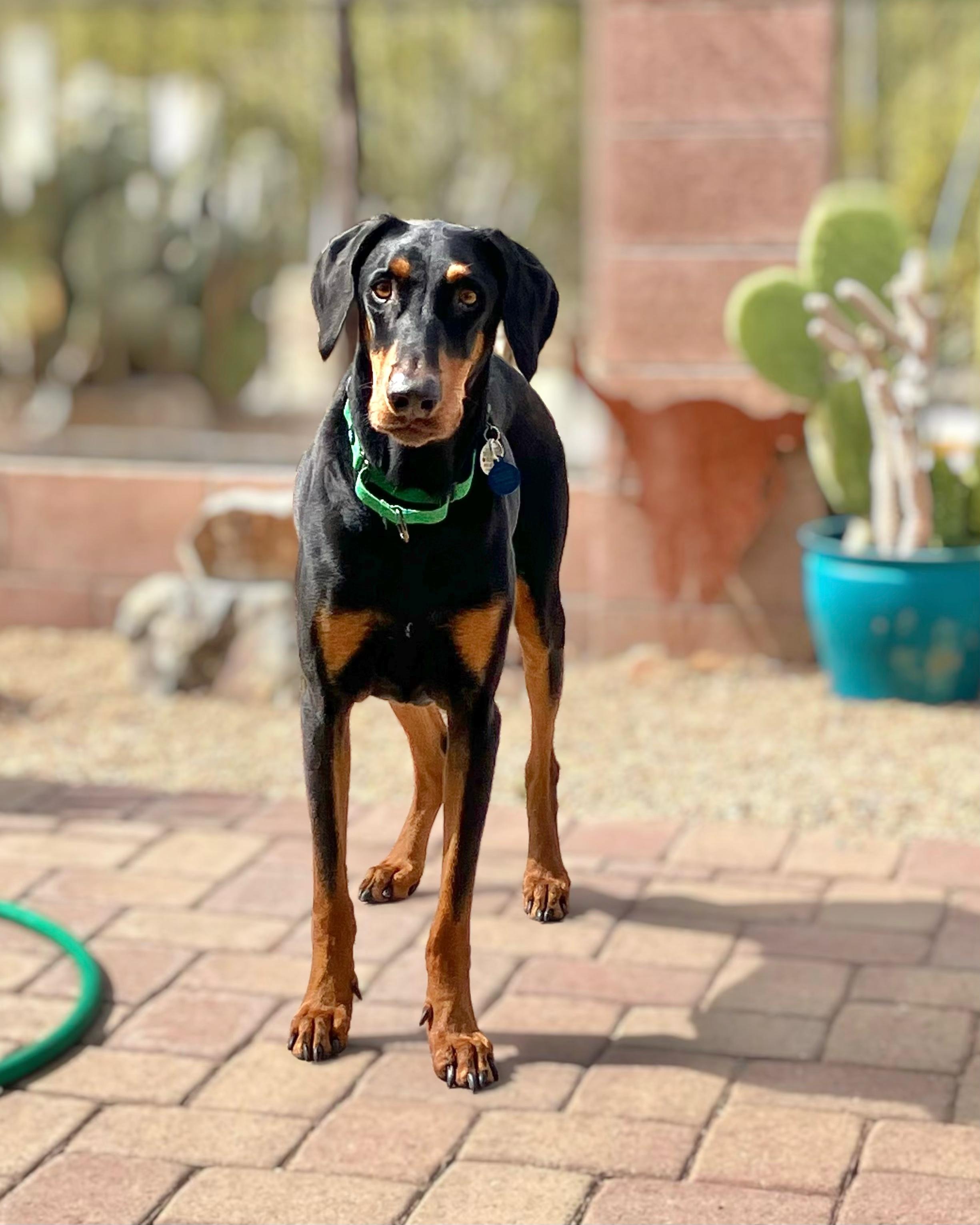 Enlarge Tuckerr, a ADOPTABLE Doberman Pinscher in Phoenix, AZ image 3/3