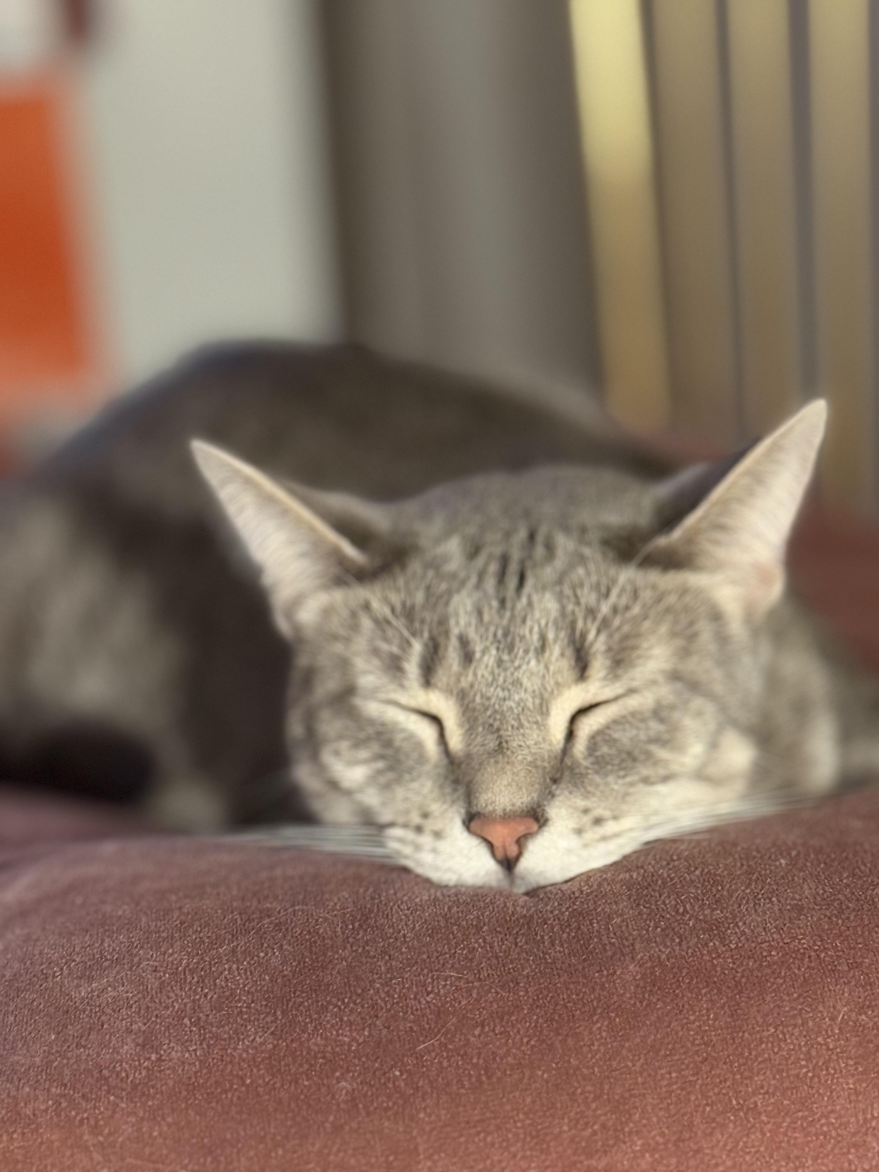 Maxwell, Adoptable, Adult Male Domestic Short Hair.