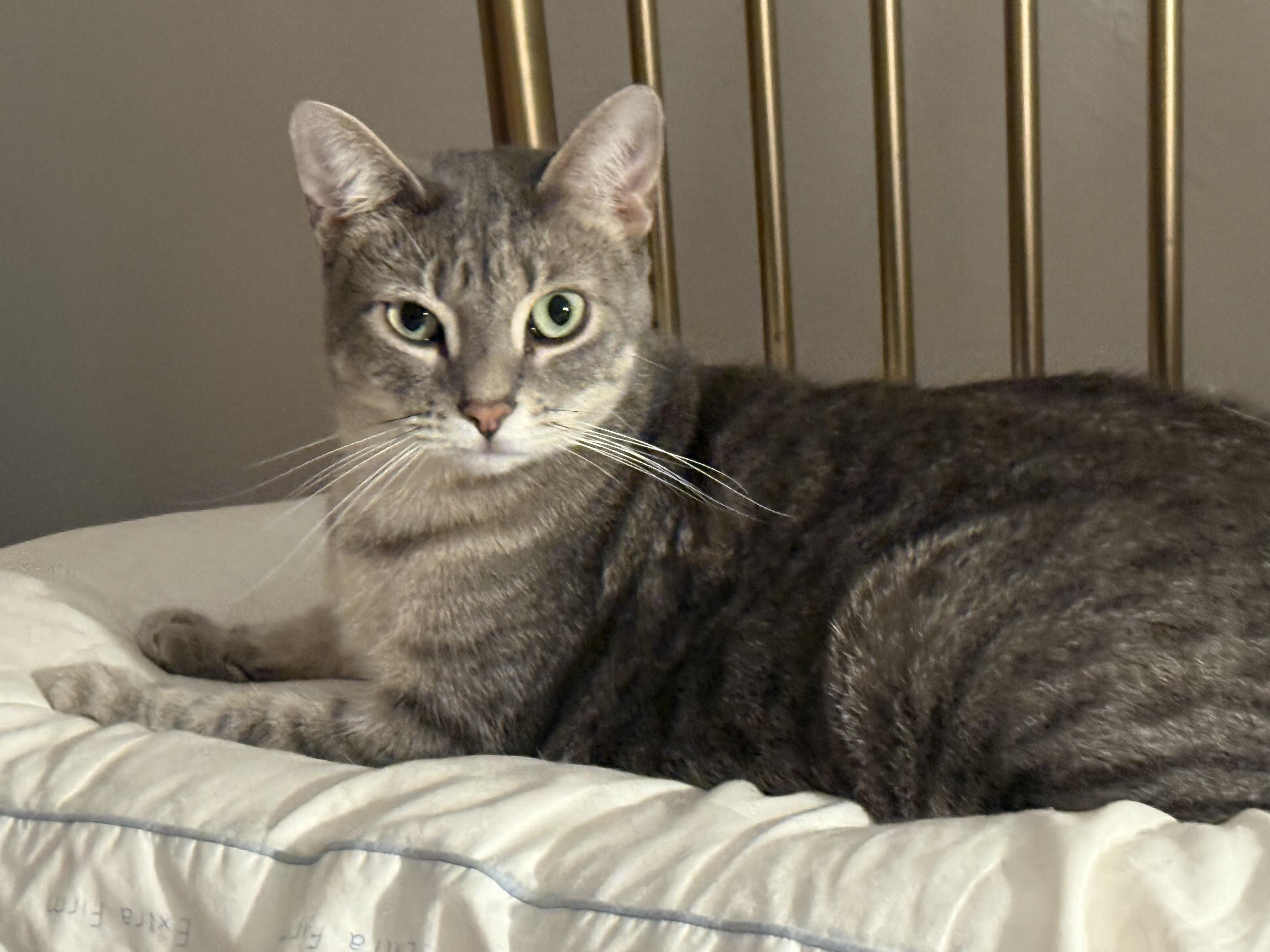 Enlarge Maxwell, a Adoptable Domestic Short Hair in Lauderhill, FL image 4/5