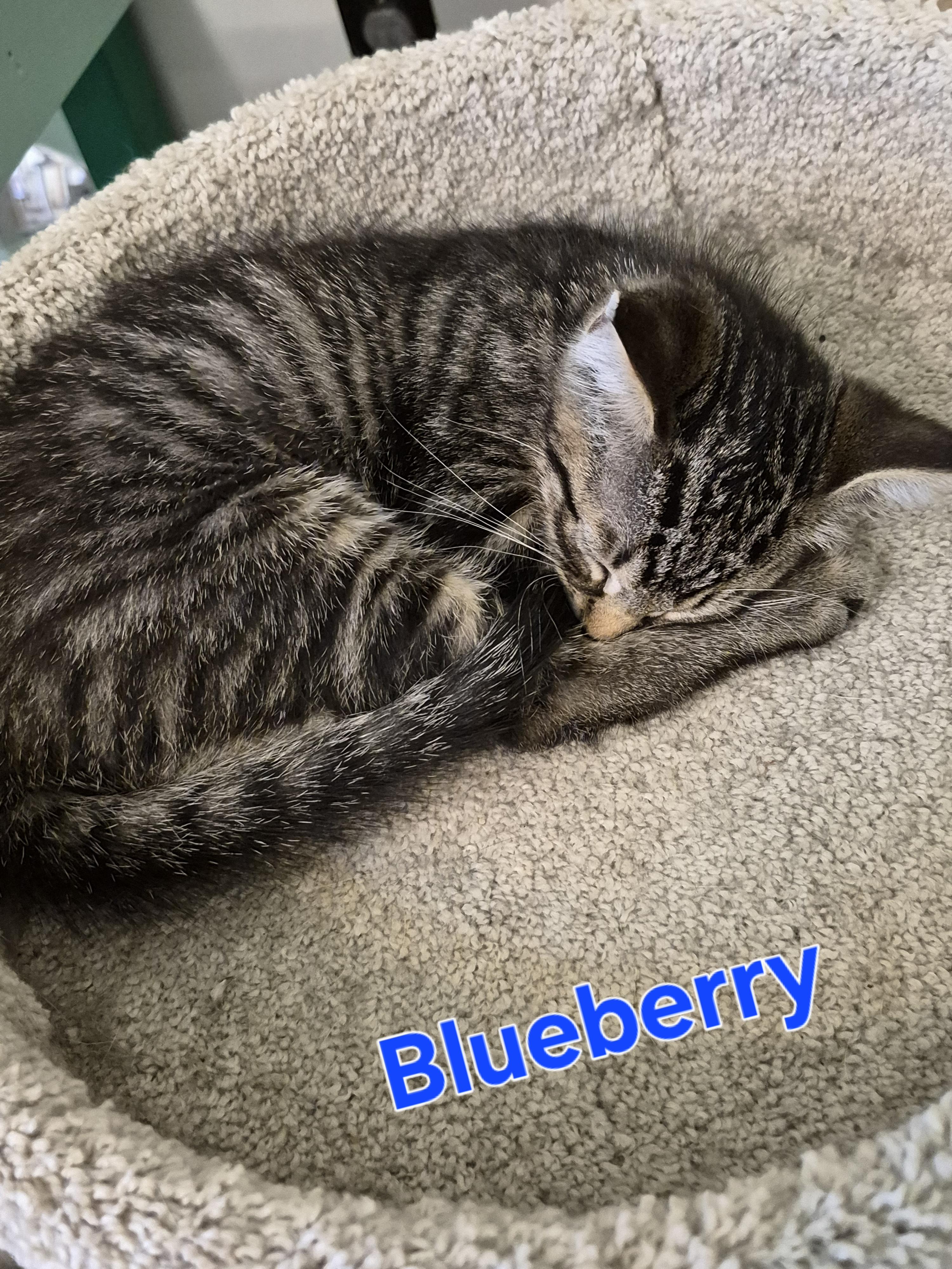 Enlarge Blueberry, a Adoptable mixed breed in Lynchburg, TN image 1/1