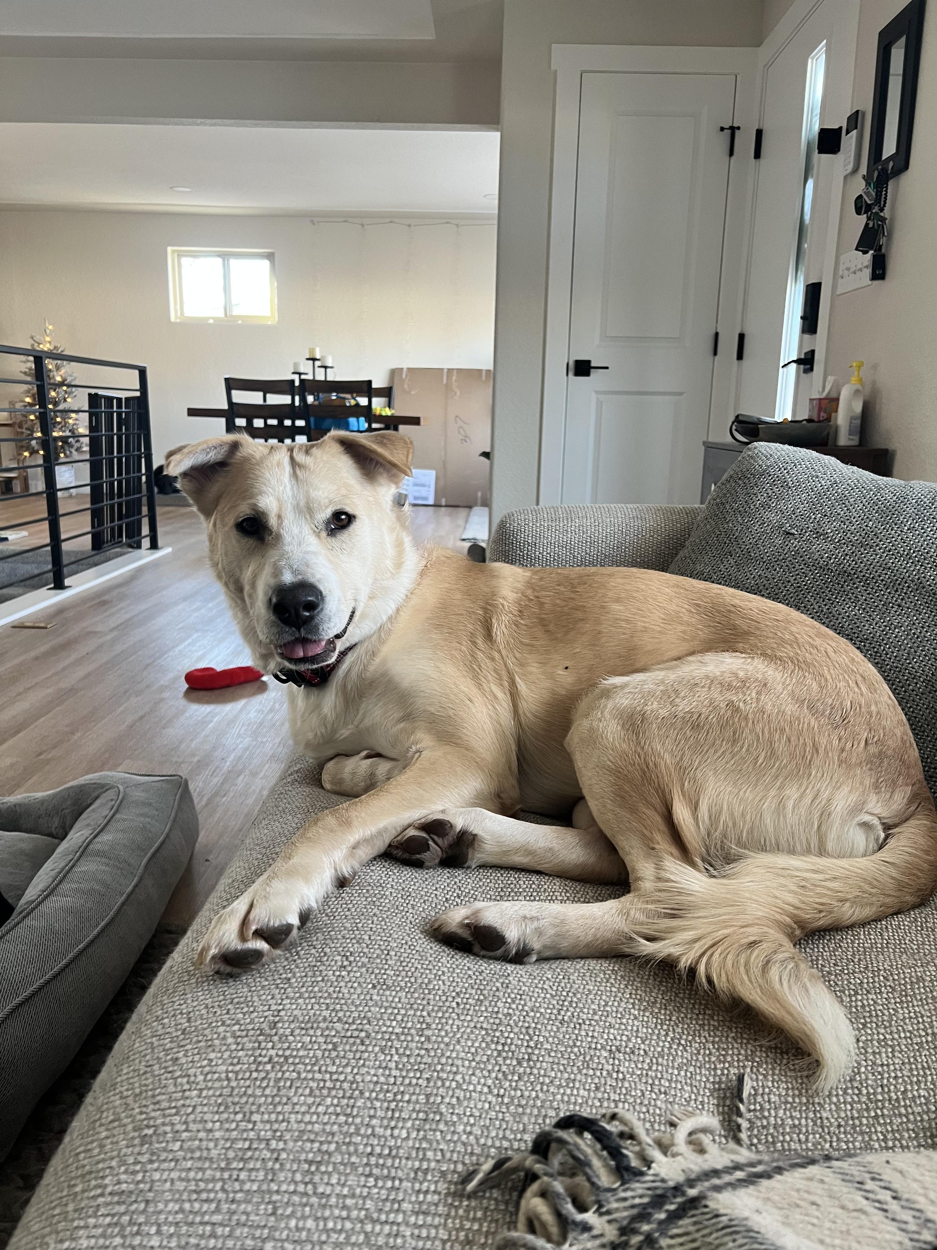 Perla, ADOPTABLE, Young Female Labrador Retriever.