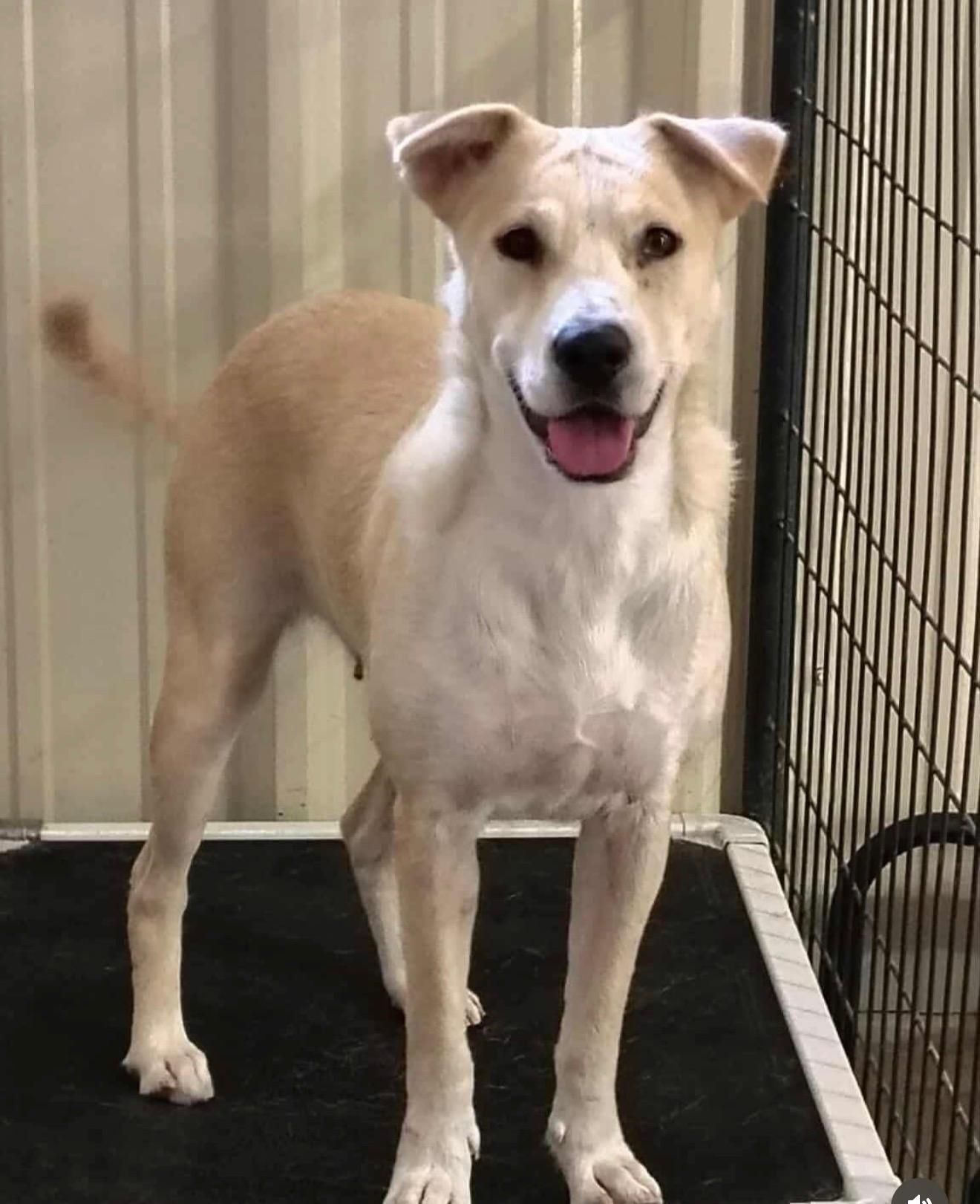 Perla, ADOPTABLE, Young Female Labrador Retriever.