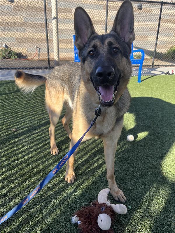 Enlarge Bear, a Adopted German Shepherd Dog in Elk Grove, CA image 1/3