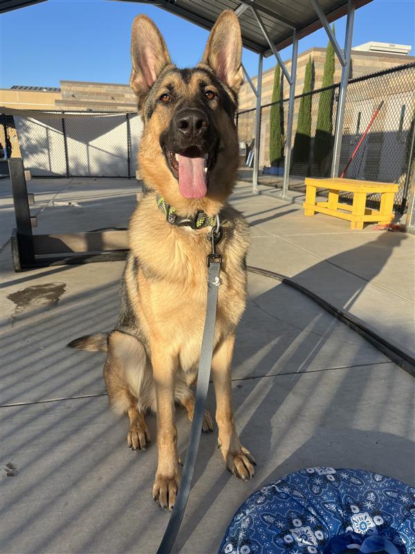 Enlarge Bear, a Adopted German Shepherd Dog in Elk Grove, CA image 2/3