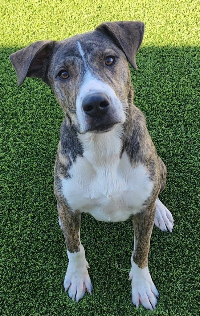 Upton, Adoptable, Young Male Plott Hound & Mixed Breed.