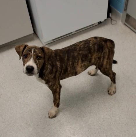 Upton, a Adoptable mixed breed in Frankfort, KY image 2/2