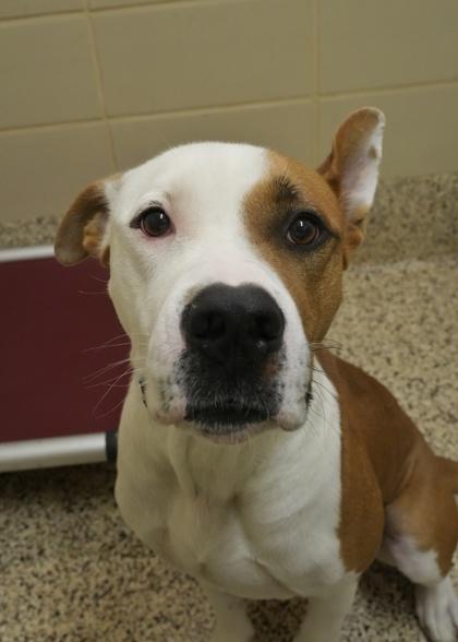 Enlarge Freight Train 50497, an adopted mixed breed in Aiken, SC image 1/3