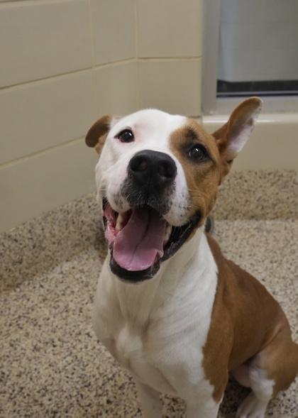 Freight Train 50497, adopted, Adult Male Mixed Breed & Mixed Breed.