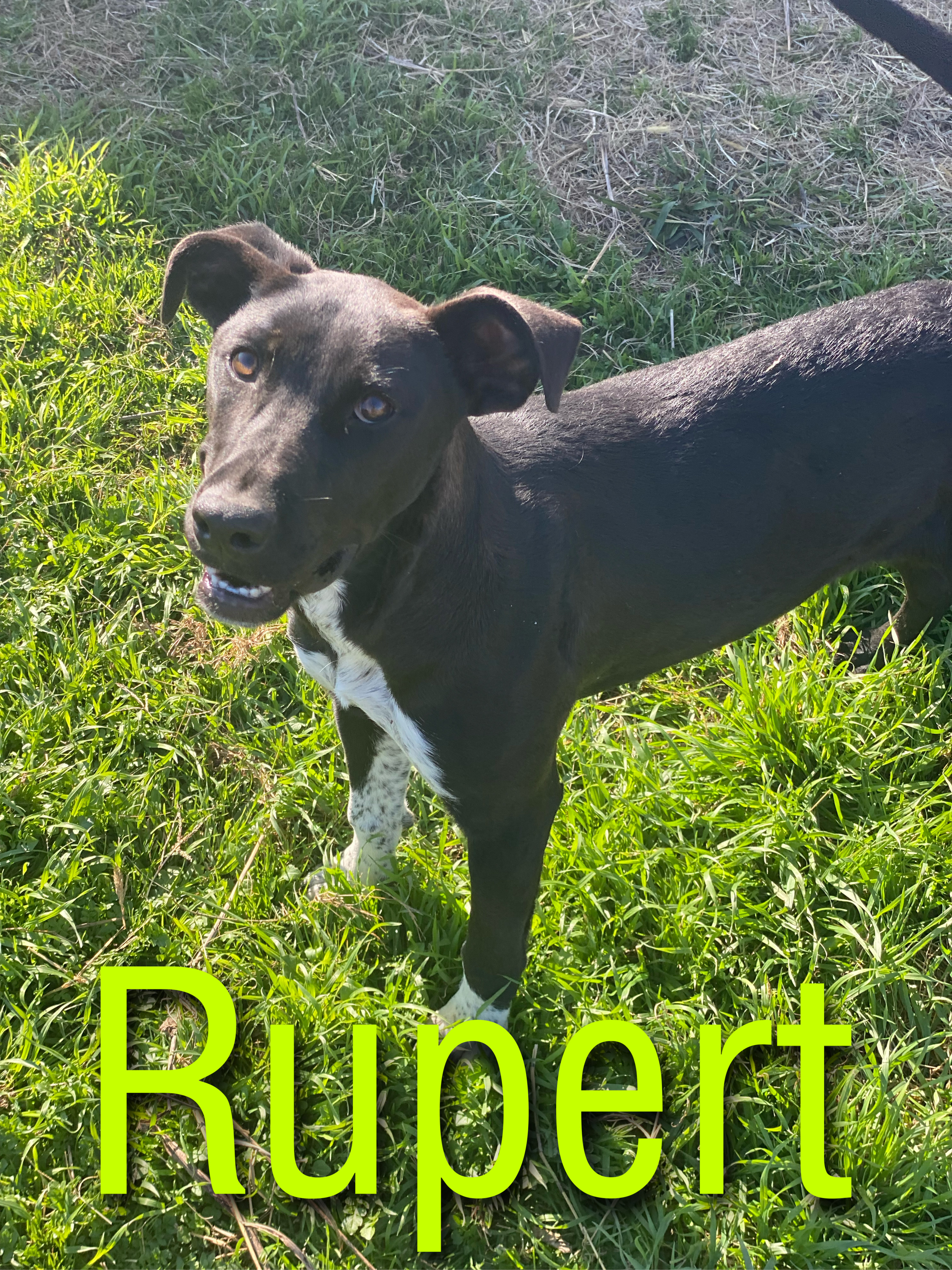 Rupert, Adult Male unknown