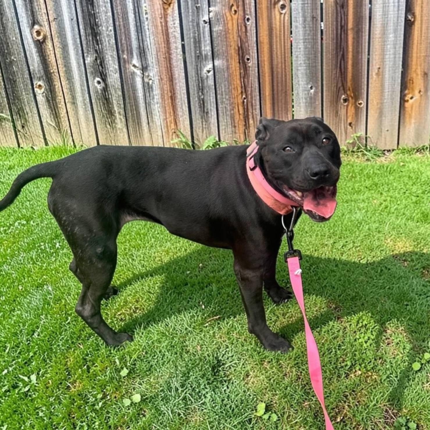 Enlarge Queen, a Adoptable mixed breed in St. Clairsville, OH image 1/4