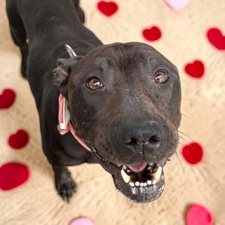 Enlarge Queen, a Adoptable mixed breed in St. Clairsville, OH image 2/4