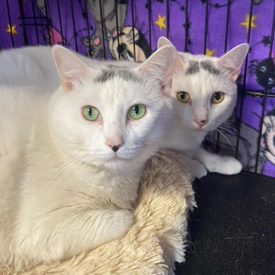 Enlarge 22-227 Farrah, a Adoptable Domestic Short Hair in North Branford, CT image 1/3