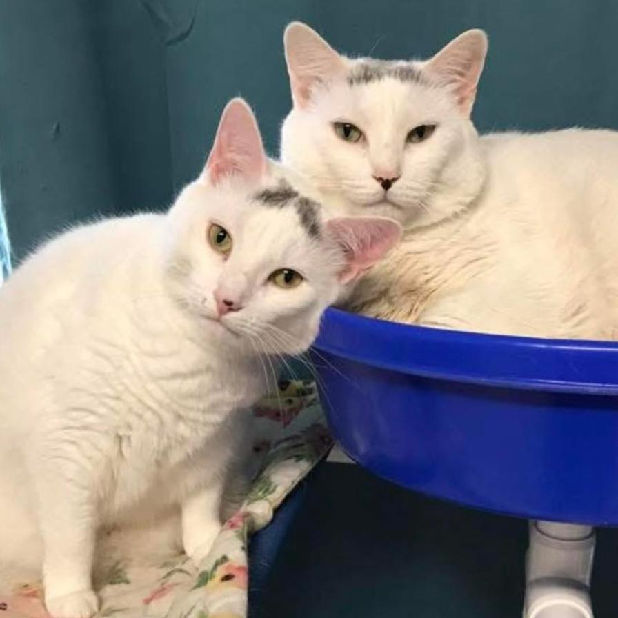 22-227 Farrah (with Sarah), a Adoptable Domestic Short Hair in North Branford, CT image 2/3