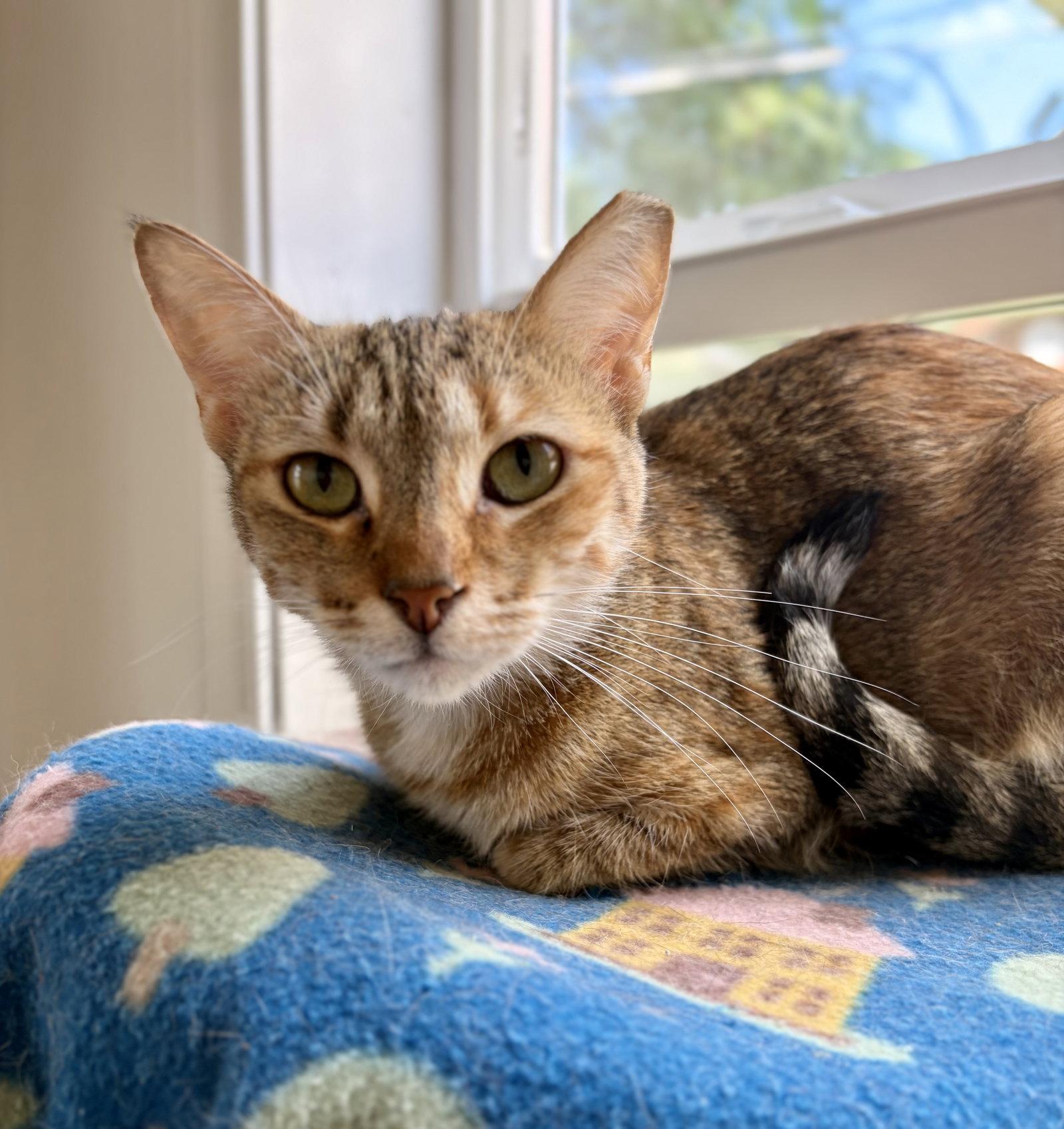 Enlarge Maruska, a Adoptable mixed breed in Island Lake, IL image 1/3