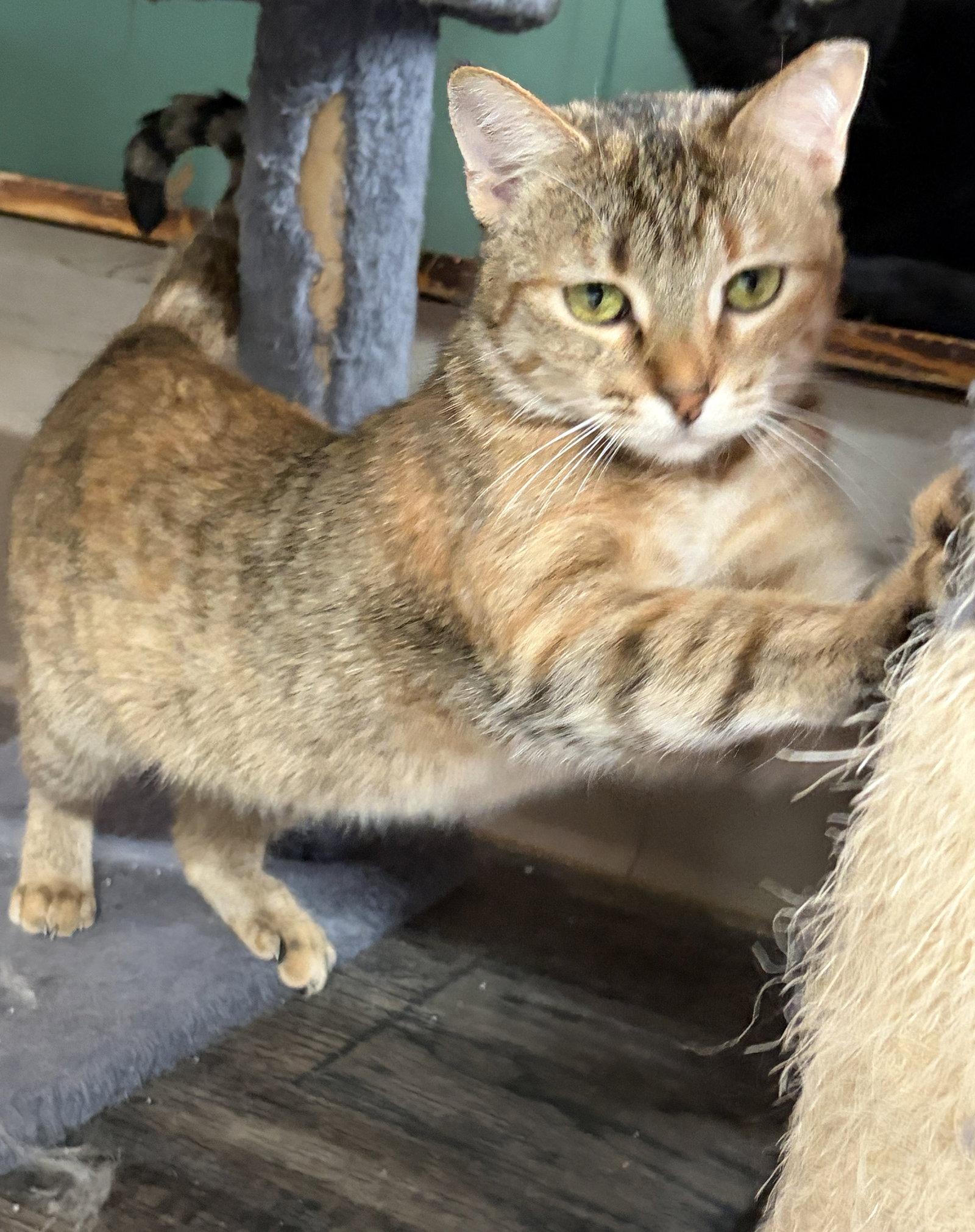Maruska, Adoptable, Young Female Tabby & Domestic Short Hair.
