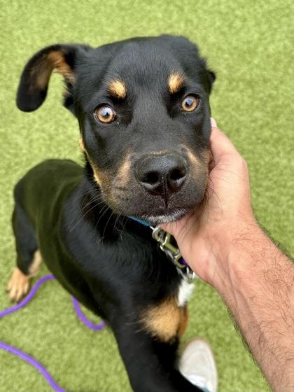 Enlarge Pixels, a Adoptable mixed breed in Wichita, KS image 2/3
