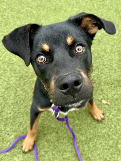 Enlarge Pixels, a Adoptable mixed breed in Wichita, KS image 3/3