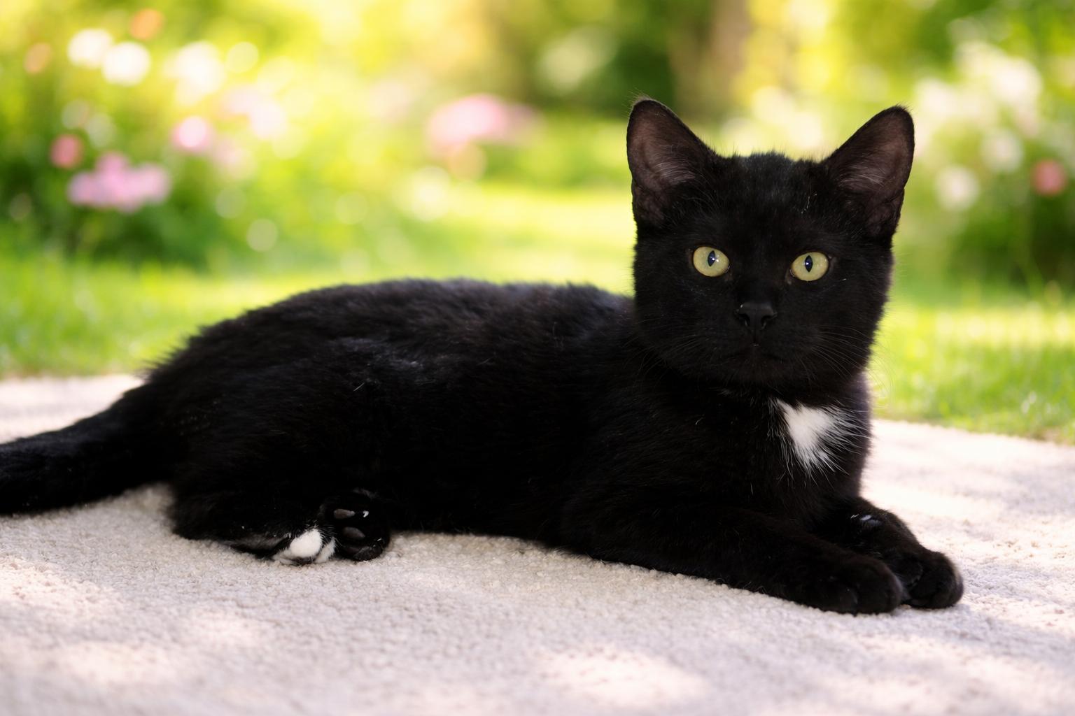 Enlarge Adam , an adopted Domestic Medium Hair in Saginaw, MI image 1/3