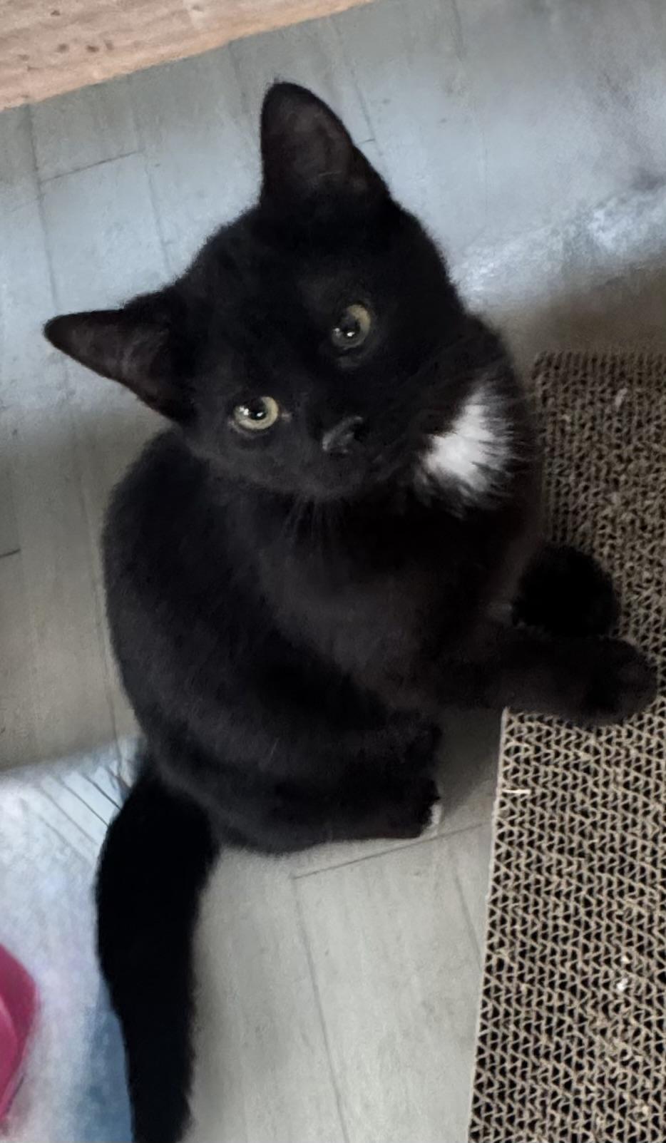 Enlarge Adam , an adopted Domestic Medium Hair in Saginaw, MI image 3/3