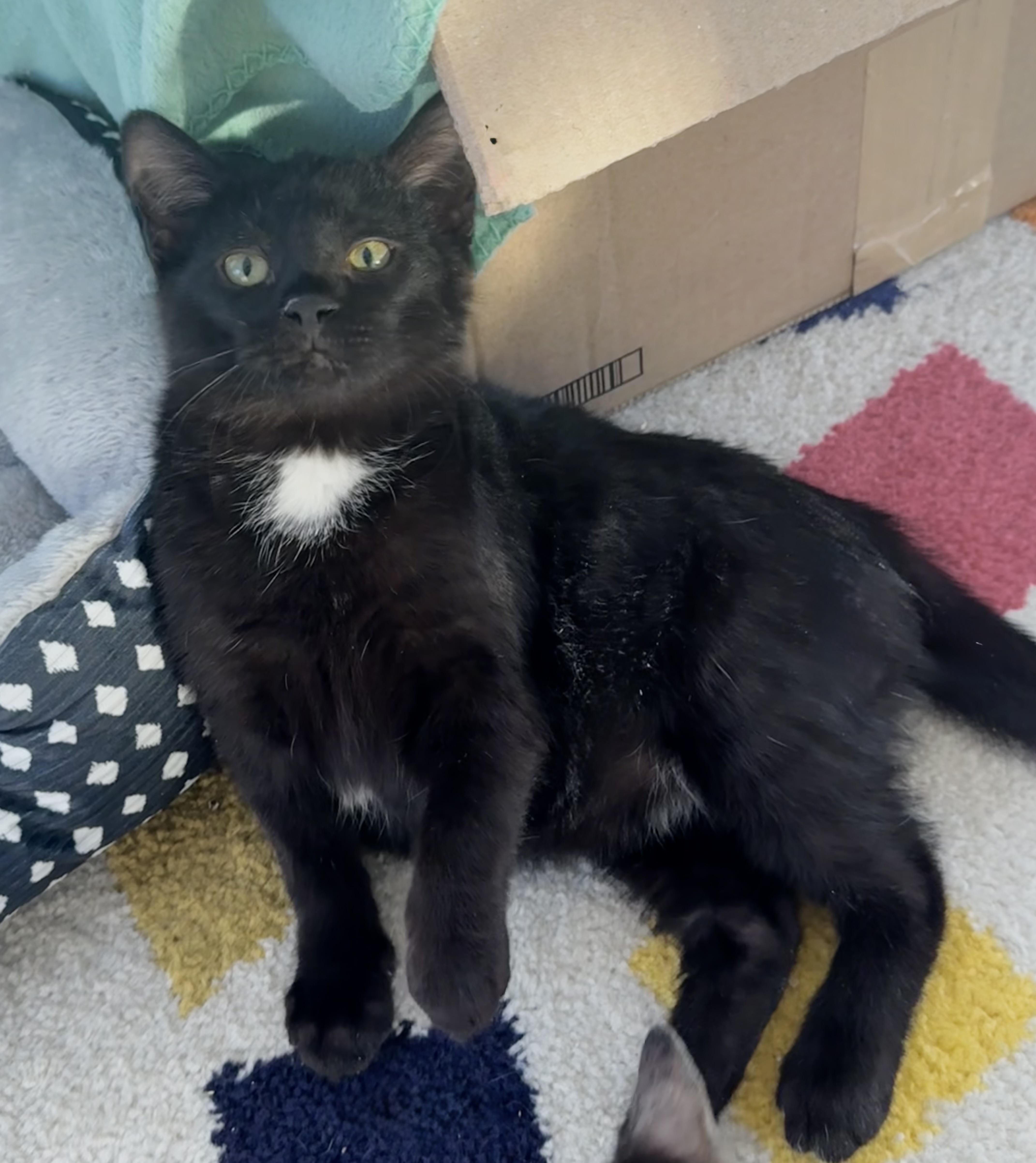 Enlarge Adam , an adopted Domestic Medium Hair in Saginaw, MI image 2/3