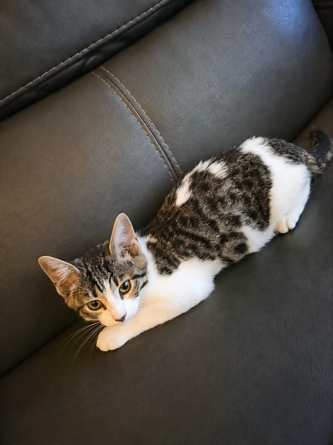 Phoenix, ADOPTABLE, Kitten Male Tabby.