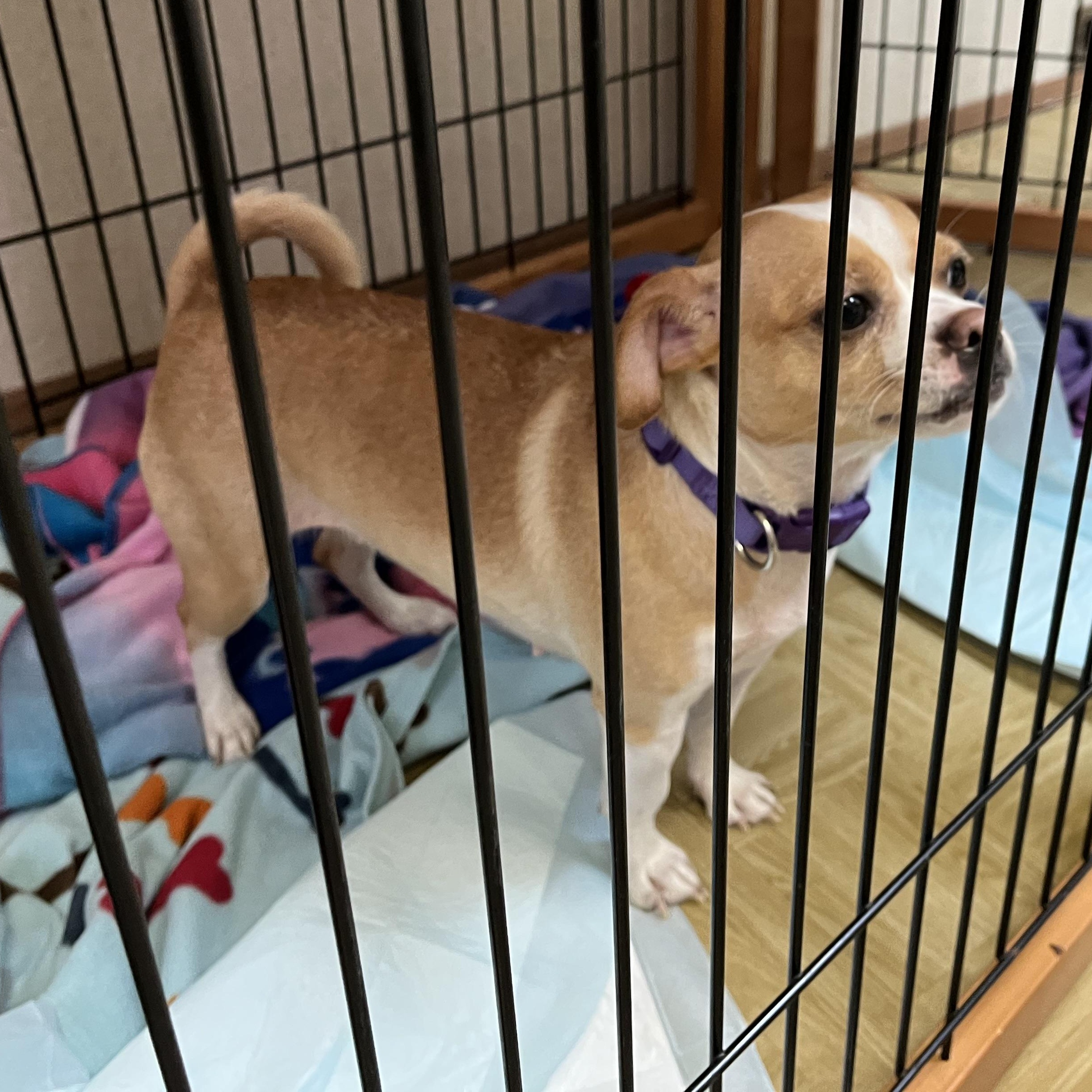 Enlarge Chee, a Adoptable mixed breed in Washington, PA image 6/6