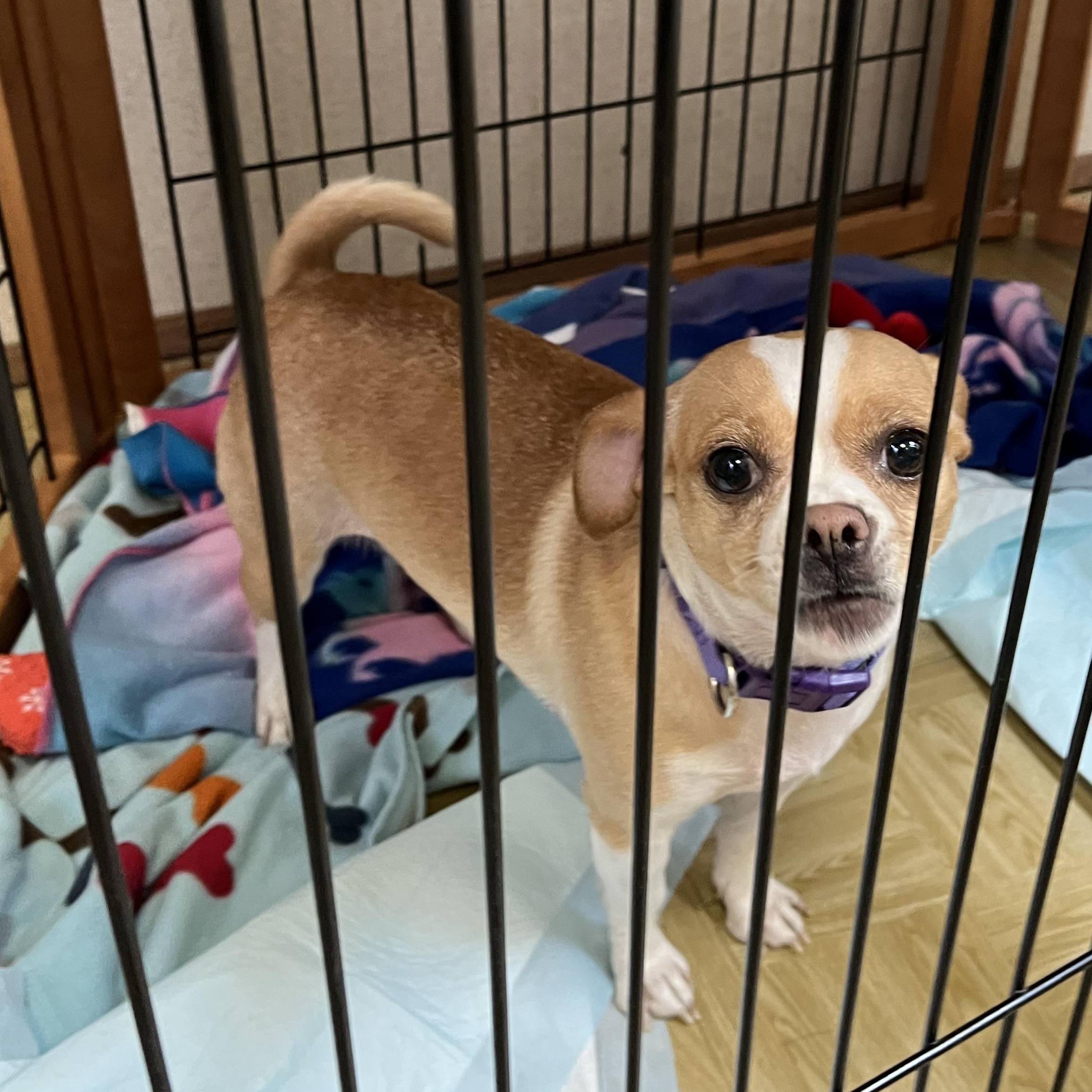 Enlarge Chee, a Adoptable mixed breed in Washington, PA image 4/6