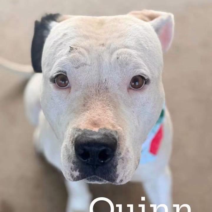 Quinn, a Adoptable American Staffordshire Terrier in Collinsville , OK image 2/6