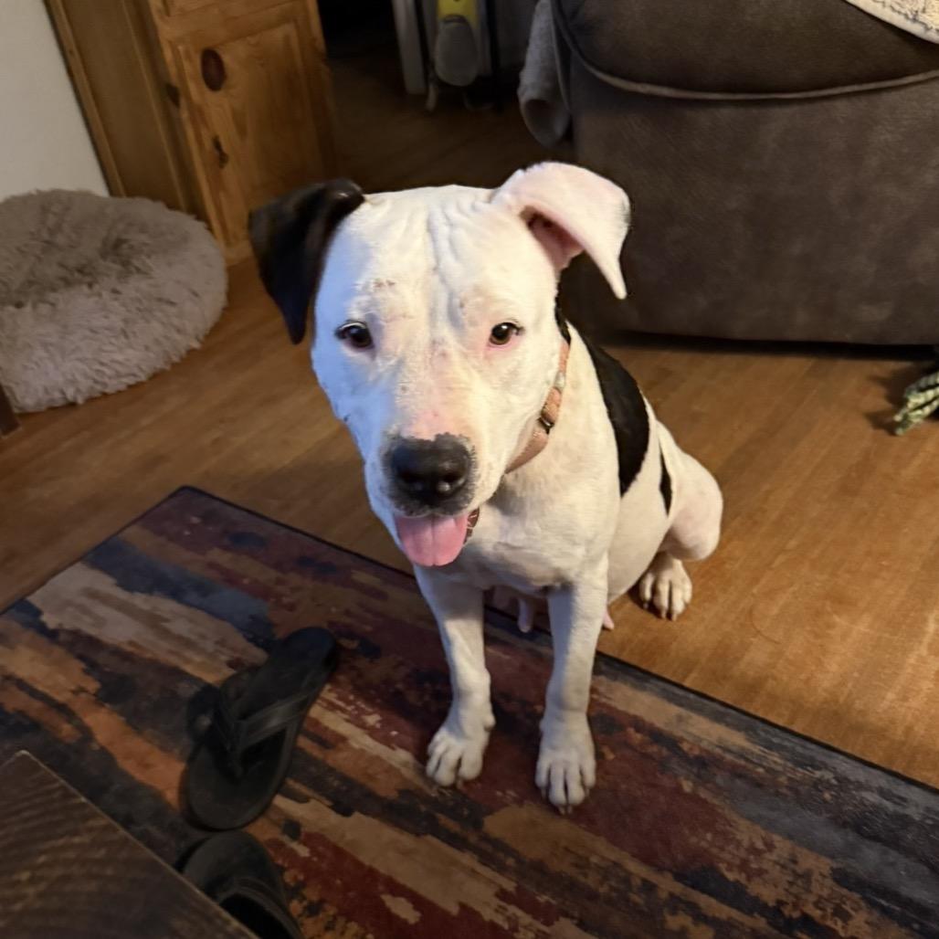 Quinn, a Adoptable American Staffordshire Terrier in Collinsville , OK image 3/6