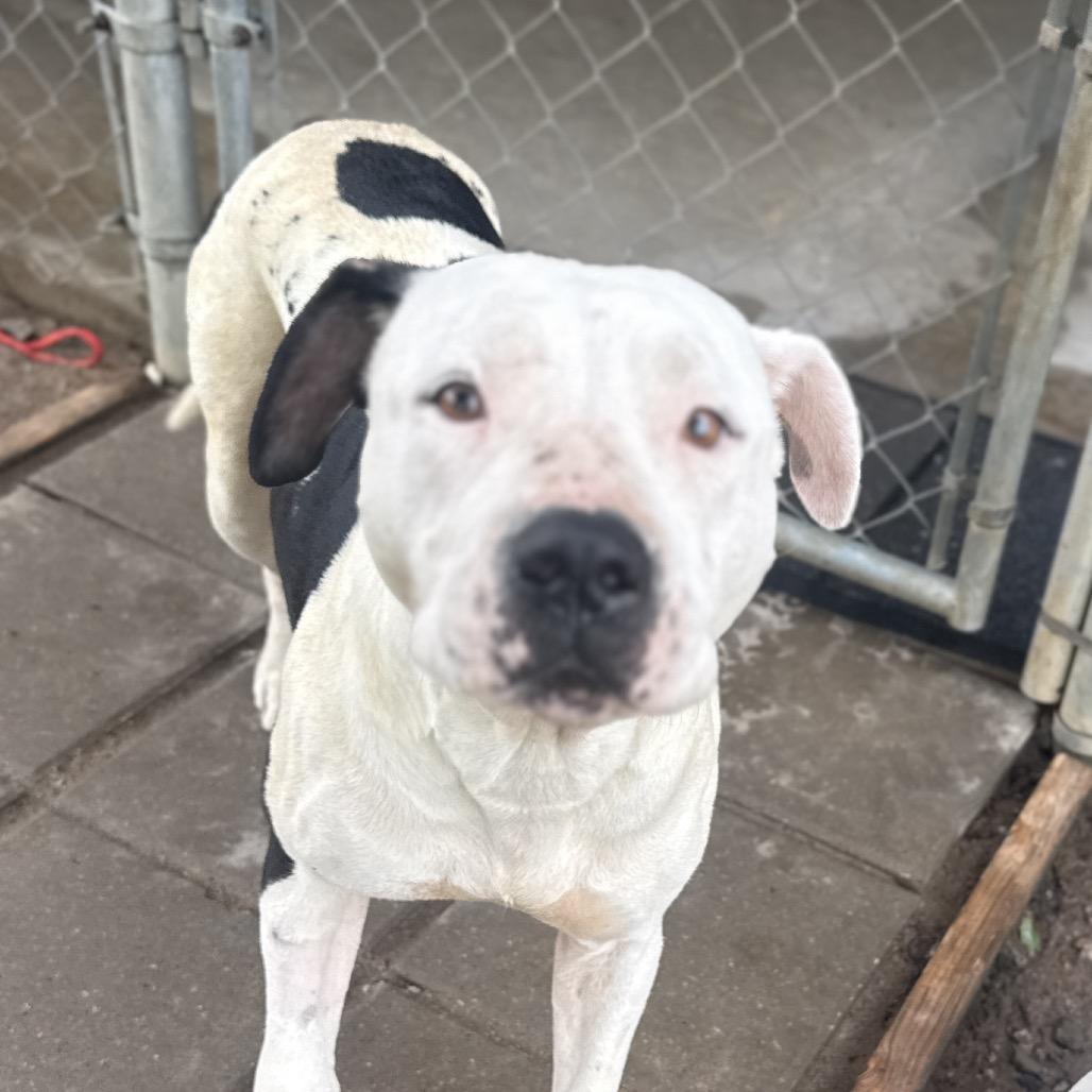 Quinn, Adoptable, Adult Female American Staffordshire Terrier.