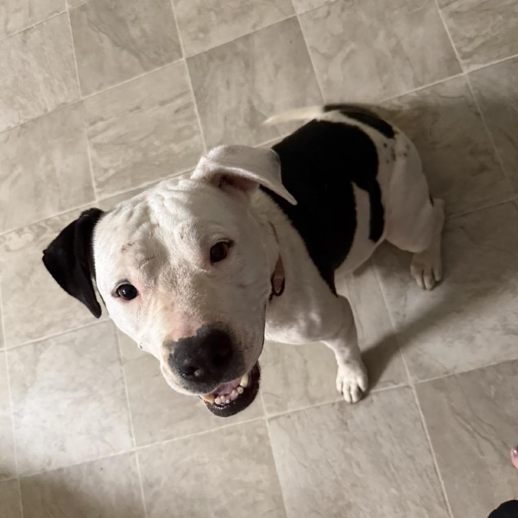 Quinn, a Adoptable American Staffordshire Terrier in Collinsville , OK image 5/6
