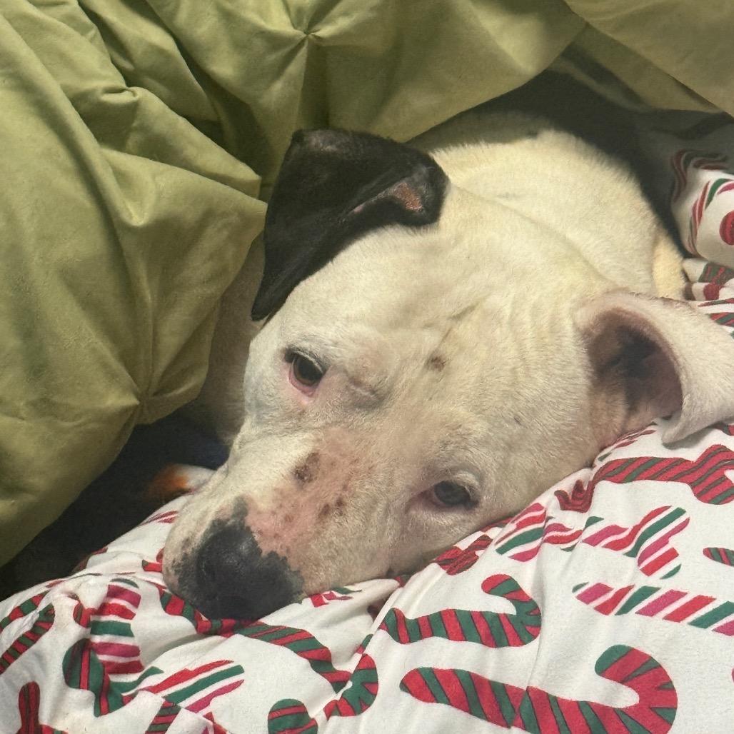 Quinn, a Adoptable American Staffordshire Terrier in Collinsville , OK image 2/2