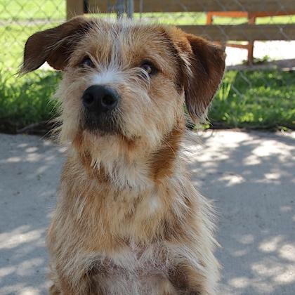 Oliver, an adoptable Mixed Breed in Rapid City, SD_image-1