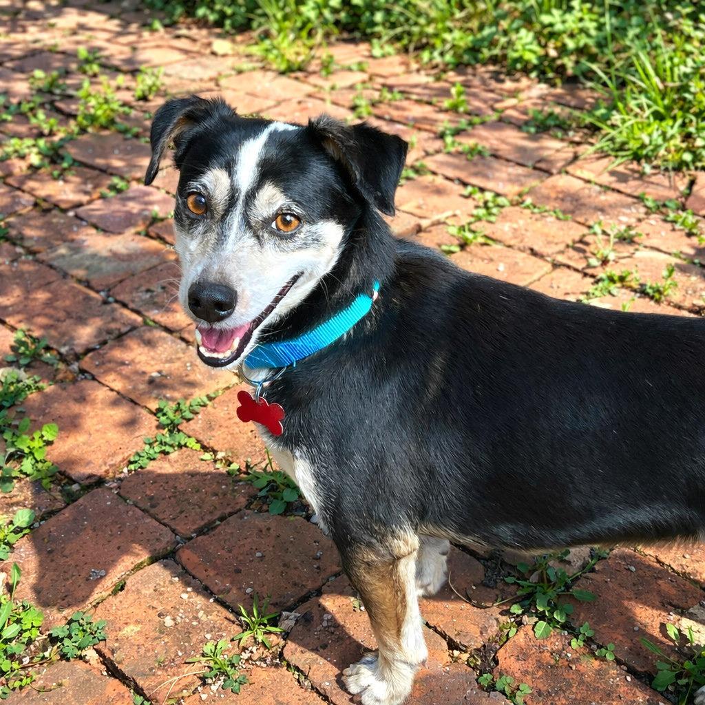 Jude, a Adoptable mixed breed in Boerne, TX image 3/6