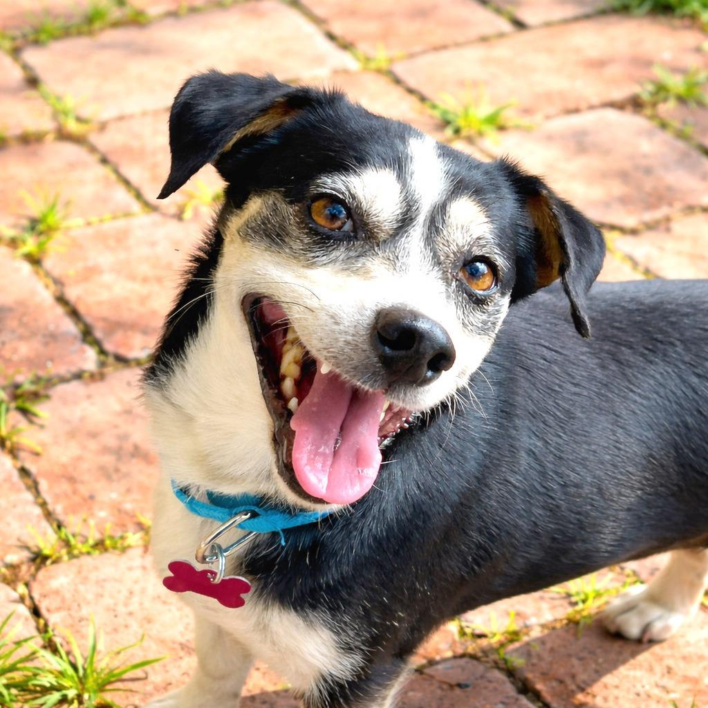 Jude, a Adoptable mixed breed in Boerne, TX image 2/6