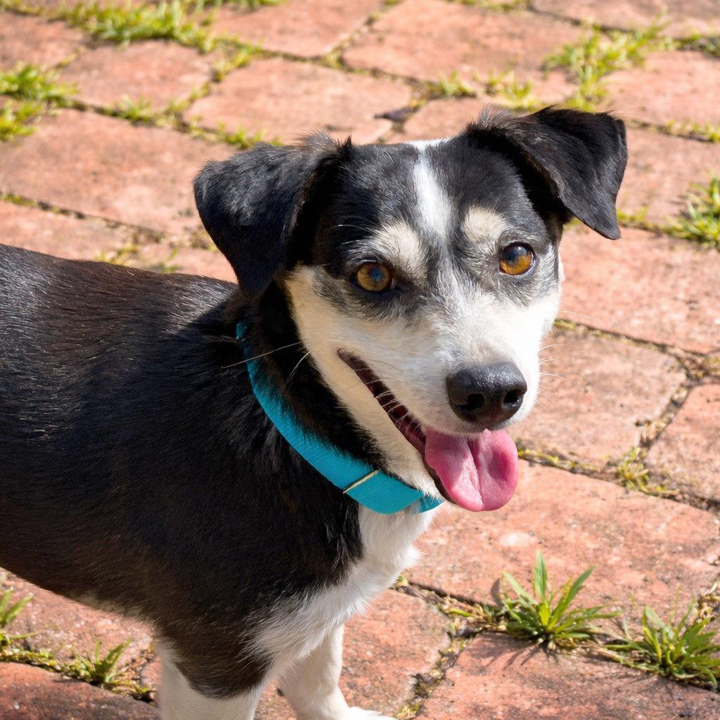 Jude, a Adoptable mixed breed in Boerne, TX image 4/6