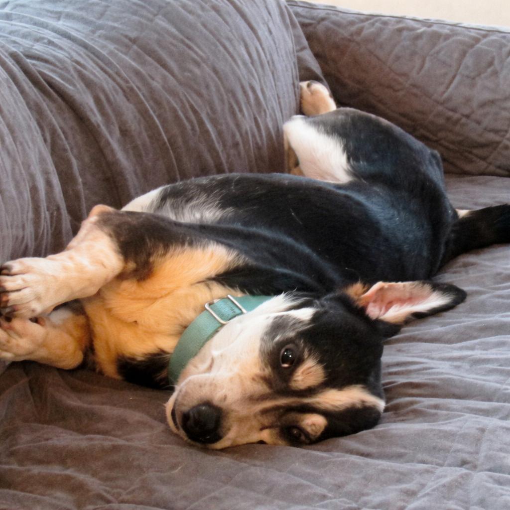 Jude, a Adoptable mixed breed in Boerne, TX image 5/6
