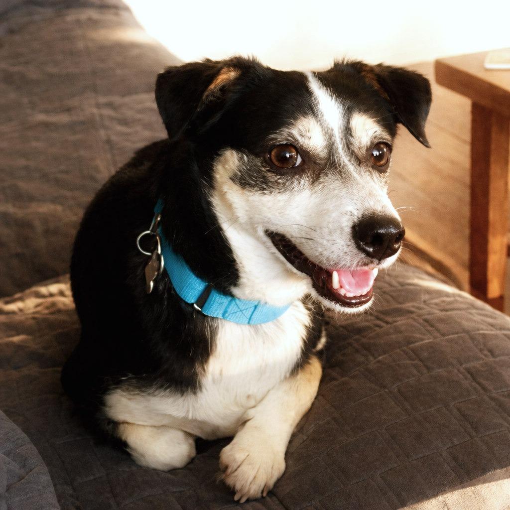 Jude, a Adoptable mixed breed in Boerne, TX image 6/6